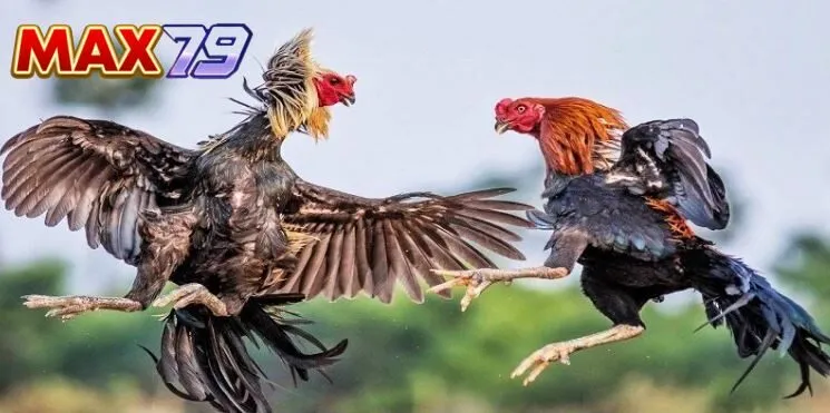 Đá gà hấp dẫn tại Max79